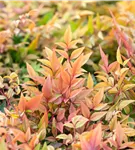 Heiliger Bambus - Nandina domestica 'Gulf Stream'