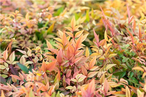 Heiliger Bambus - Nandina domestica 'Gulf Stream'