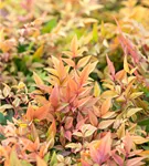 Heiliger Bambus - Nandina domestica 'Gulf Stream'