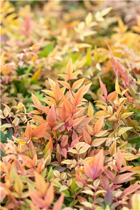 Heiliger Bambus - Nandina domestica 'Gulf Stream'