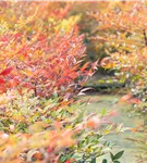 Heiliger Bambus - Nandina domestica 'Gulf Stream'