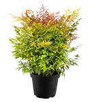 Heiliger Bambus - Nandina domestica 'Gulf Stream'