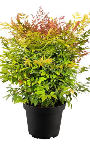 Nandina domestica 'Gulf Stream'