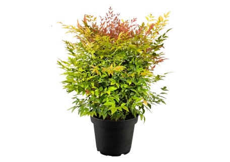 Nandina domestica 'Gulf Stream' - Heiliger Bambus