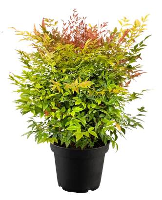 Heiliger Bambus - Nandina domestica 'Gulf Stream'