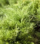 Strauchwacholder 'Mint Julep' - Juniperus media 'Mint Julep' - Nadeln - Koniferen