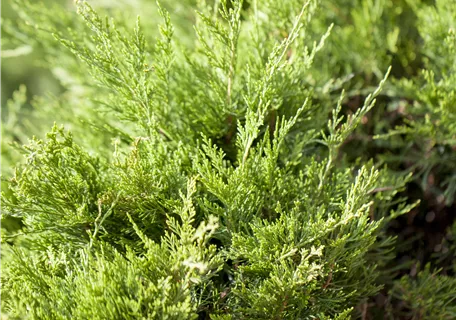 Juniperus media 'Mint Julep' - Nadeln - Koniferen - Strauchwacholder 'Mint Julep'