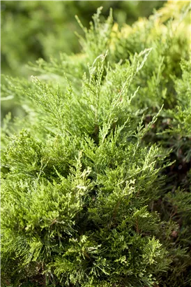 Strauchwacholder 'Mint Julep' - Juniperus media 'Mint Julep' - Nadeln - Koniferen