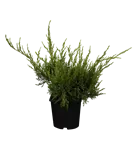 Strauchwacholder 'Mint Julep' - Juniperus media 'Mint Julep' - Nadeln - Koniferen