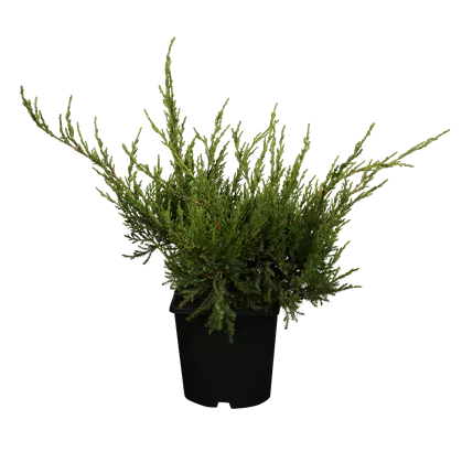 Strauchwacholder 'Mint Julep' - Juniperus media 'Mint Julep' - Nadeln - Koniferen