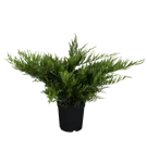 Strauchwacholder 'Mint Julep' - Juniperus media 'Mint Julep' - Nadeln - Koniferen