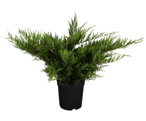 Strauchwacholder 'Mint Julep' - Juniperus media 'Mint Julep' - Nadeln - Koniferen