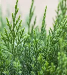 Strauchwacholder 'Mint Julep' - Juniperus media 'Mint Julep' - Nadeln - Koniferen