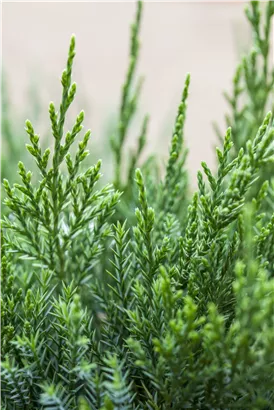 Strauchwacholder 'Mint Julep' - Juniperus media 'Mint Julep' - Nadeln - Koniferen