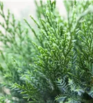 Strauchwacholder 'Mint Julep' - Juniperus media 'Mint Julep' - Nadeln - Koniferen