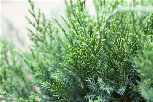 Strauchwacholder 'Mint Julep' - Juniperus media 'Mint Julep' - Nadeln - Koniferen