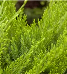 Strauchwacholder 'Mint Julep' - Juniperus media 'Mint Julep' - Nadeln - Koniferen