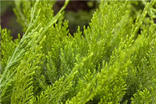 Strauchwacholder 'Mint Julep' - Juniperus media 'Mint Julep' - Nadeln - Koniferen