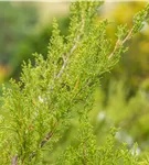 Strauchwacholder 'Mint Julep' - Juniperus media 'Mint Julep' - Nadeln - Koniferen