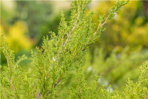 Strauchwacholder 'Mint Julep' - Juniperus media 'Mint Julep' - Nadeln - Koniferen