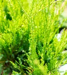 Strauchwacholder 'Mint Julep' - Juniperus media 'Mint Julep' - Nadeln - Koniferen