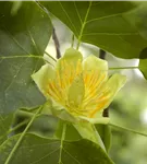 Säulen-Tulpenbaum - Liriodendron tulipifera 'Fastigiatum'