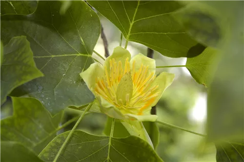 Säulen-Tulpenbaum - Liriodendron tulipifera 'Fastigiatum'