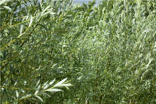 Silberweide 'Liempde' - Salix alba 'Liempde'