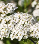 Strauchspiere 'Snowmound' - Spiraea nipponica 'Snowmound'