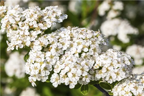 Strauchspiere 'Snowmound' - Spiraea nipponica 'Snowmound'