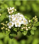 Strauchspiere 'Snowmound' - Spiraea nipponica 'Snowmound'