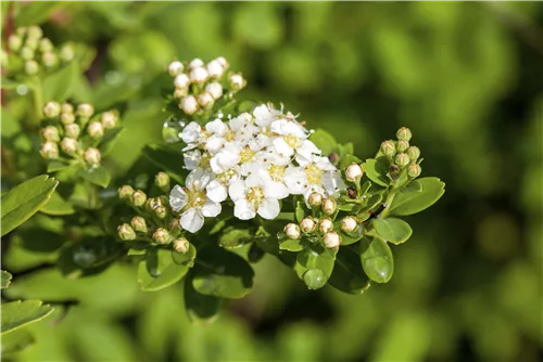 Strauchspiere 'Snowmound' - Spiraea nipponica 'Snowmound'