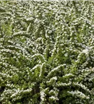 Strauchspiere 'Snowmound' - Spiraea nipponica 'Snowmound'