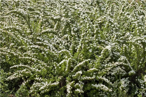 Strauchspiere 'Snowmound' - Spiraea nipponica 'Snowmound'