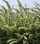 Strauchspiere 'Snowmound' - Spiraea nipponica 'Snowmound'