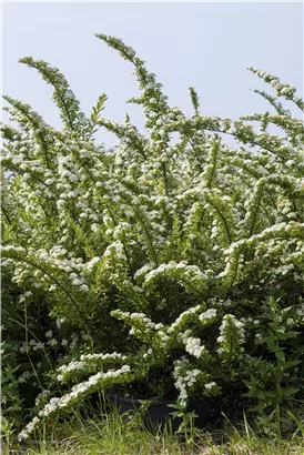 Strauchspiere 'Snowmound' - Spiraea nipponica 'Snowmound'