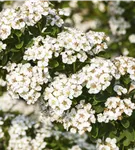 Strauchspiere 'Snowmound' - Spiraea nipponica 'Snowmound'