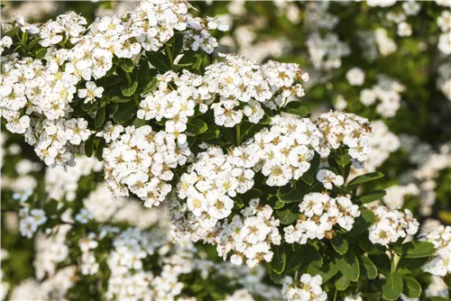 Strauchspiere 'Snowmound' - Spiraea nipponica 'Snowmound'