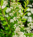 Strauchspiere 'Snowmound' - Spiraea nipponica 'Snowmound'