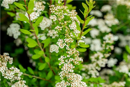 Strauchspiere 'Snowmound' - Spiraea nipponica 'Snowmound'