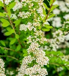 Strauchspiere 'Snowmound' - Spiraea nipponica 'Snowmound'