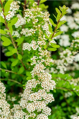 Strauchspiere 'Snowmound' - Spiraea nipponica 'Snowmound'