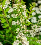 Strauchspiere 'Snowmound' - Spiraea nipponica 'Snowmound'