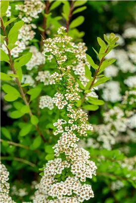 Strauchspiere 'Snowmound' - Spiraea nipponica 'Snowmound'