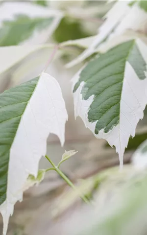 Acer negundo 'Flamingo'