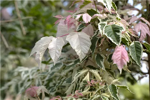 Eschenahorn 'Flamingo' - Acer negundo 'Flamingo'