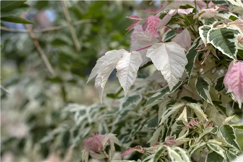 Eschenahorn 'Flamingo' - Acer negundo 'Flamingo'