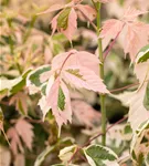 Eschenahorn 'Flamingo' - Acer negundo 'Flamingo'