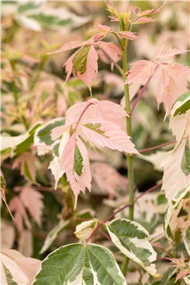 Eschenahorn 'Flamingo' - Acer negundo 'Flamingo'