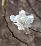 Magnolie 'Merrill' - Magnolia loebneri 'Merrill'